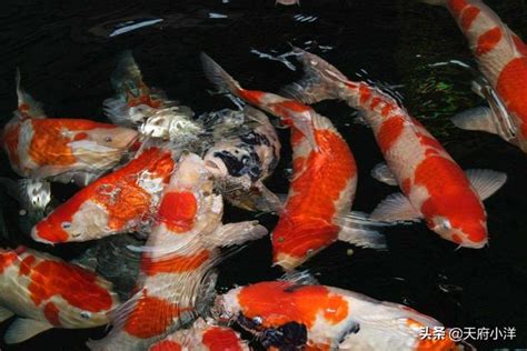 錦鯉要養幾隻|飼養錦鯉方法 生活習性解析 – 寵物百科